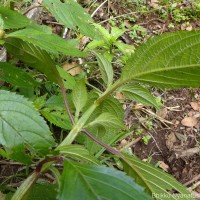 Coleus inflatus Benth.